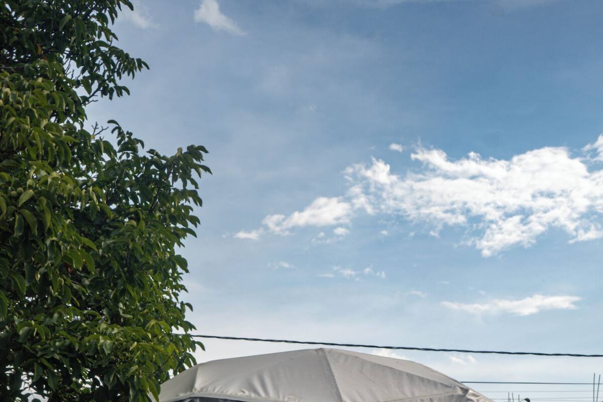A geodesic dome structure with a reflective interior, surrounded by tall, green foliage.