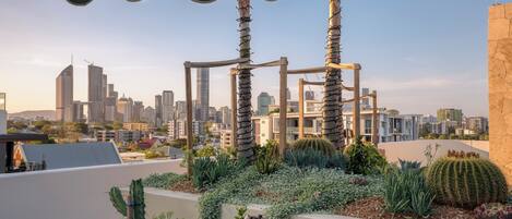 Een dakmoestuin met cactussen en een stadsachtergrond.