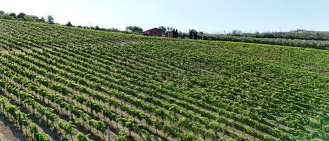 A vineyard with rows of grapevines and a red building in the background.
