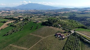 Une vue aérienne d’un vignoble, avec ses rangées de vignes, quelques bâtiments dispersés et des collines douces en arrière-plan.