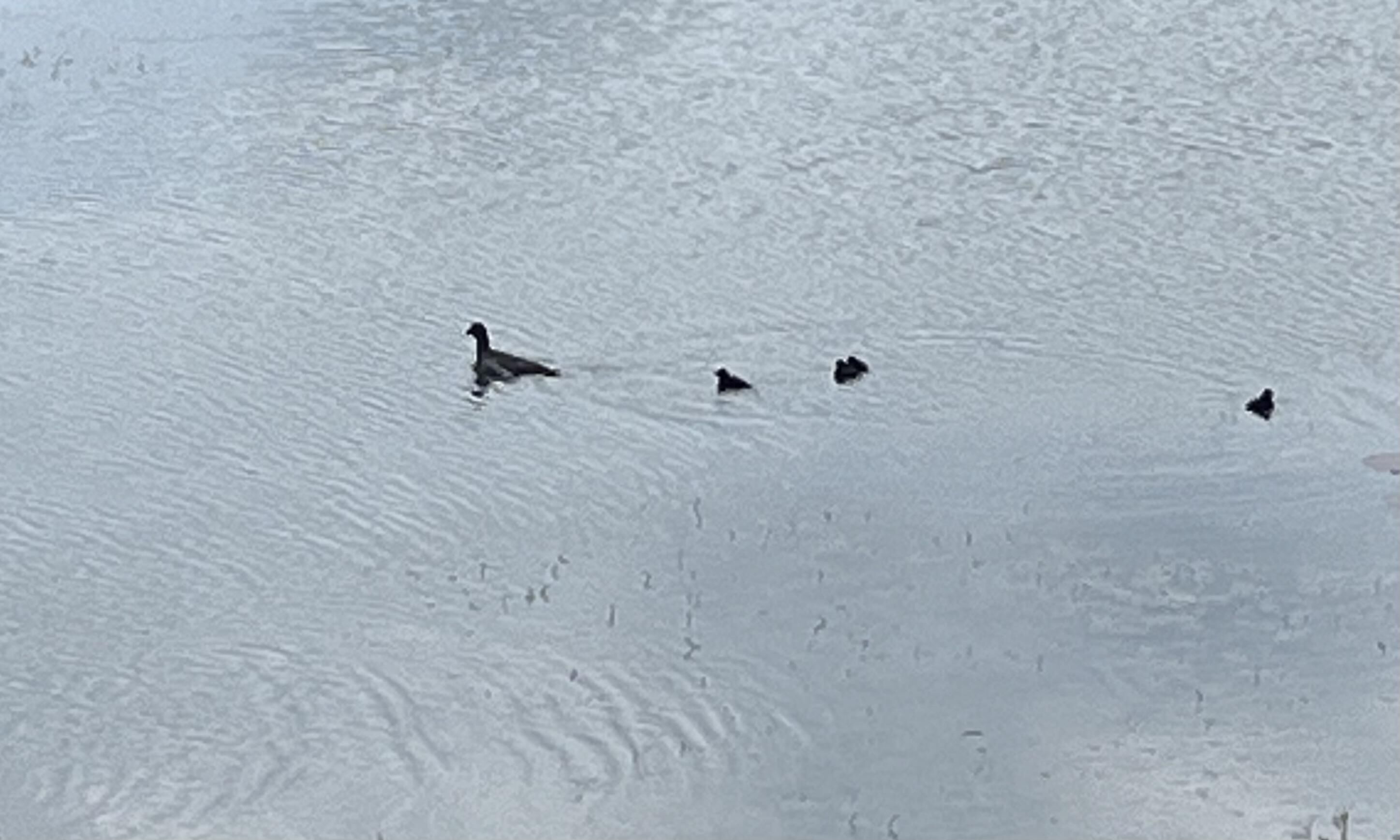 Un gruppo di anatre che nuotano in uno specchio d'acqua.