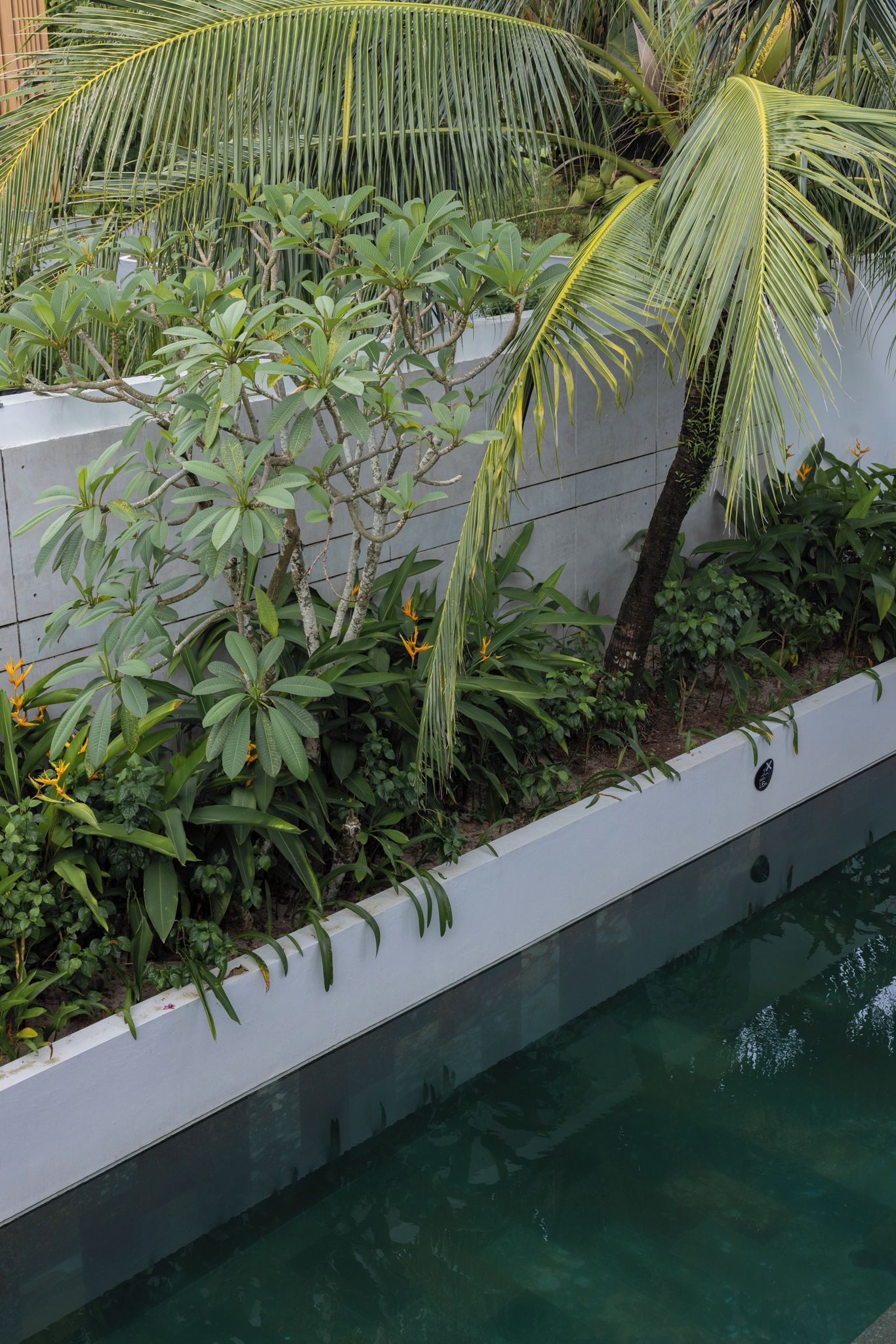 A poolside area with a concrete planter filled with various tropical plants and a palm tree.