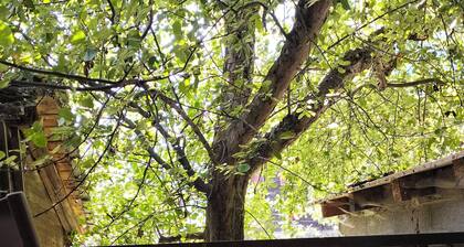 LonyËs Wanderlust: Your Alpine Base Camp in the Heart of St. Niklaus