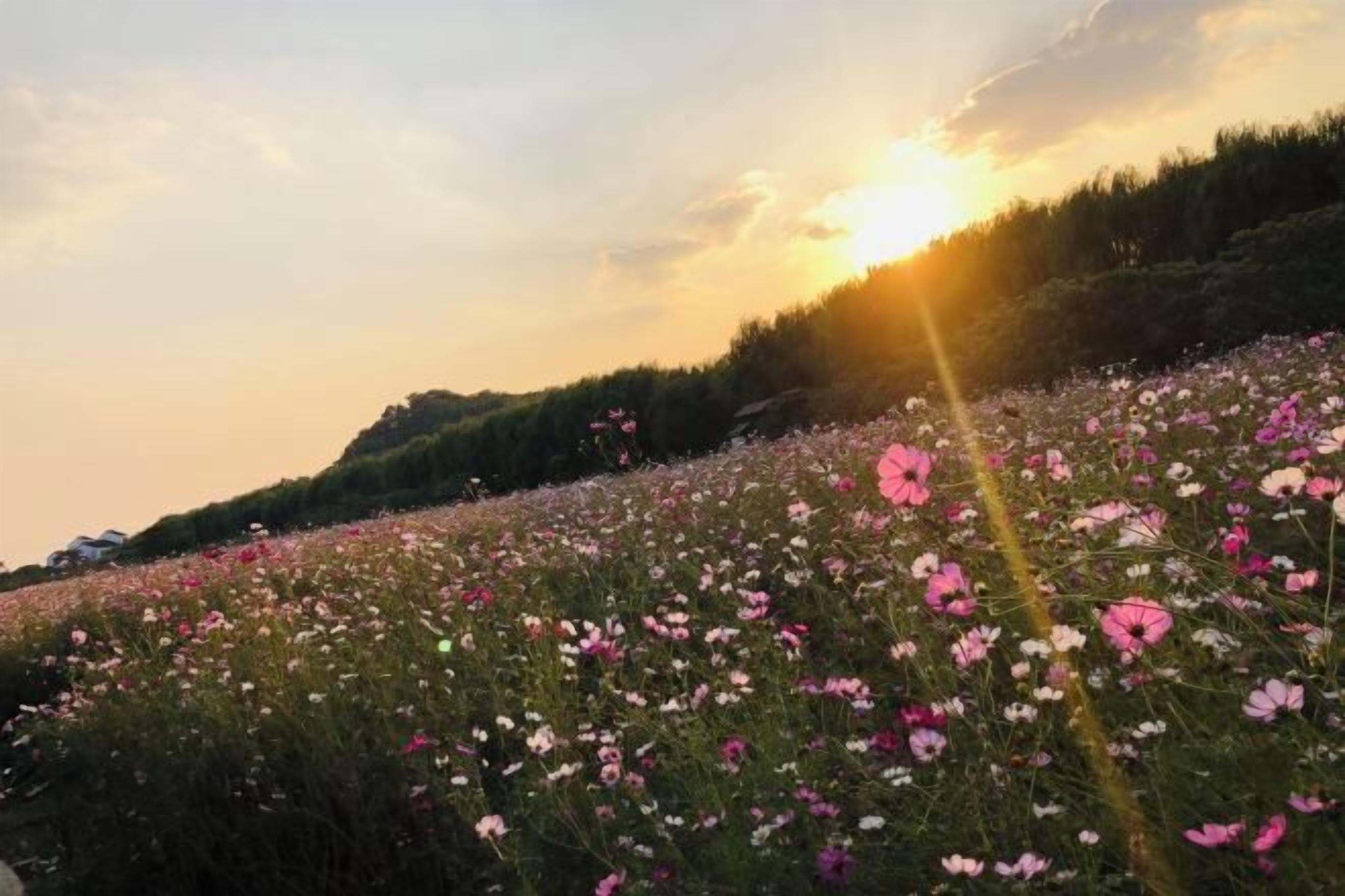 A field of flowers with a sunset in the background.