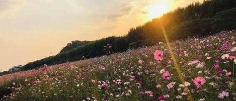 A field of flowers with a sunset in the background.