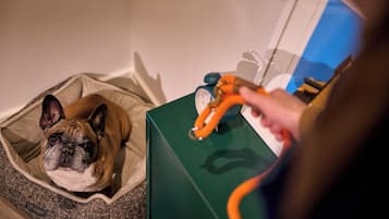 Een hond in een bed met een persoon die een speeltje vasthoudt.