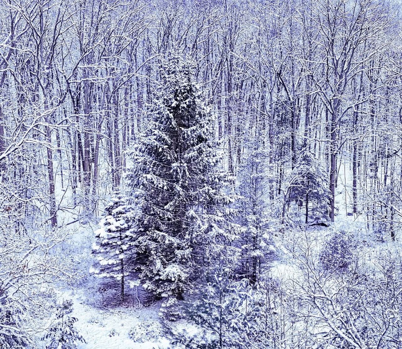 A snow-covered forest with a prominent evergreen tree in the center.