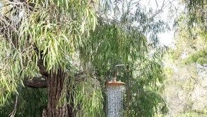 A tree with a water feature, a wooden fence, and some greenery. - Orchard Cottage—Romantic Bushland Wellness Retreat (Yallingup Siding)