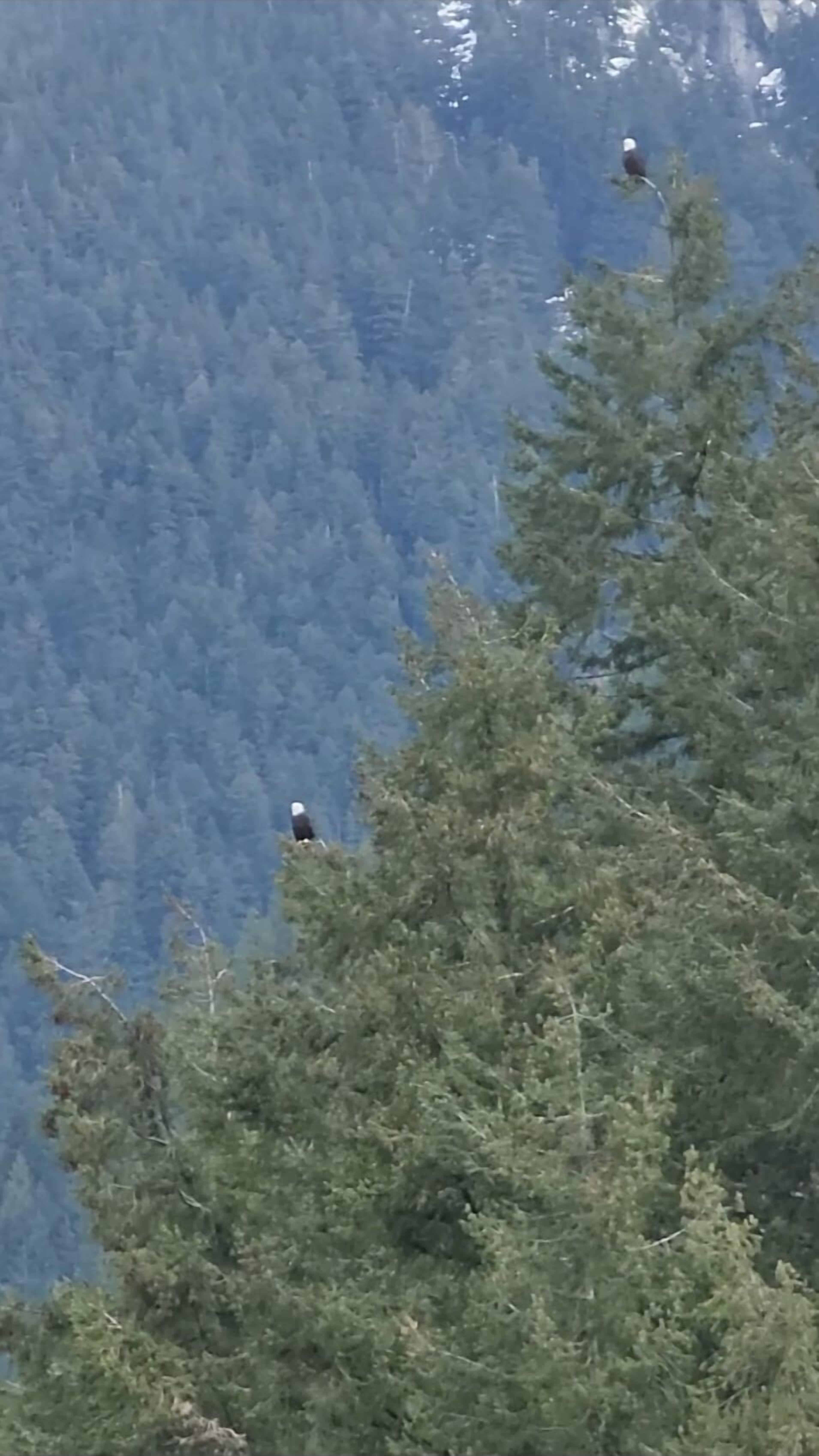 A forested mountain area with two birds perched on branches.
