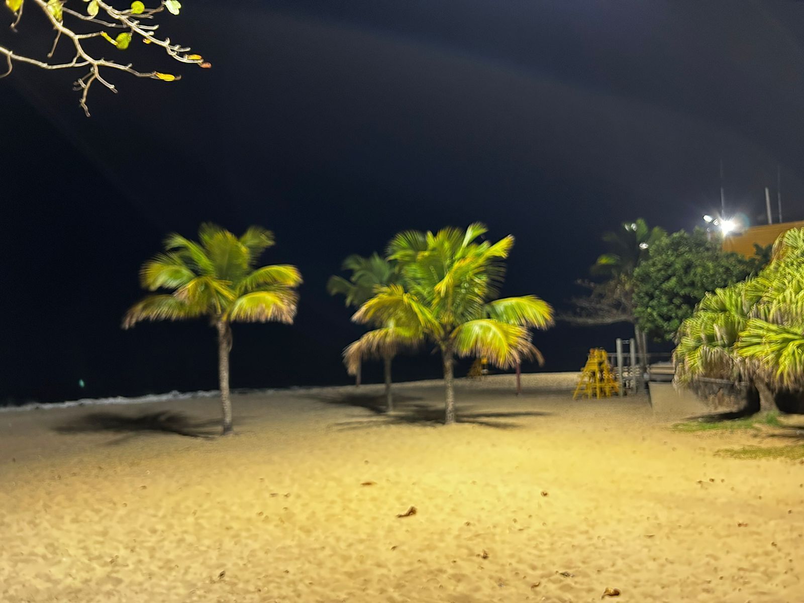 Une plage bordée de palmiers et dotée d’un rivage sablonneux, de nuit.