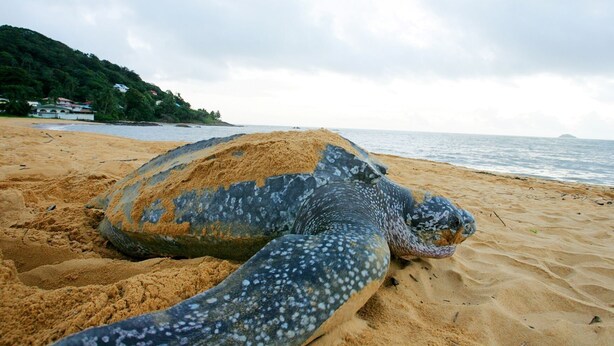 A sea turtle on a sandy beach with a view of the ocean and a distant island. - Trésor Caché d'Amazonie Oasis de Calme (Cayenne)