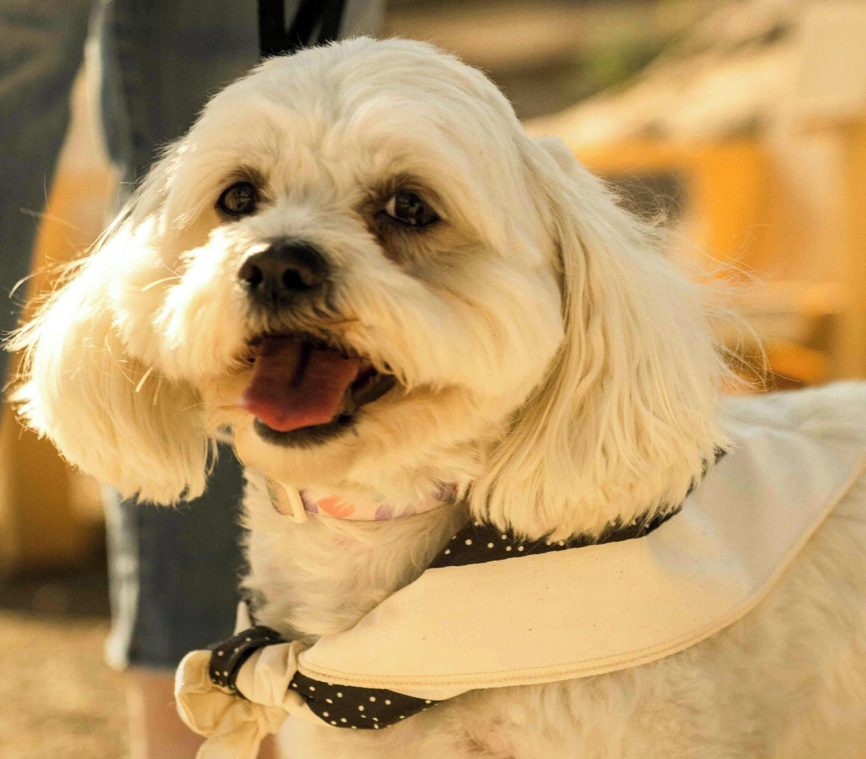 Un chien blanc, portant un collier noir à pois, est assis à l’intérieur.