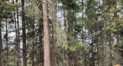 2BR cabin, XL treed lot, fireplace, pet friendly,Wifi, great fishing @ Delaronde