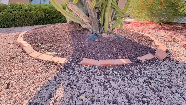A cactus in a landscaped garden with a building in the background.