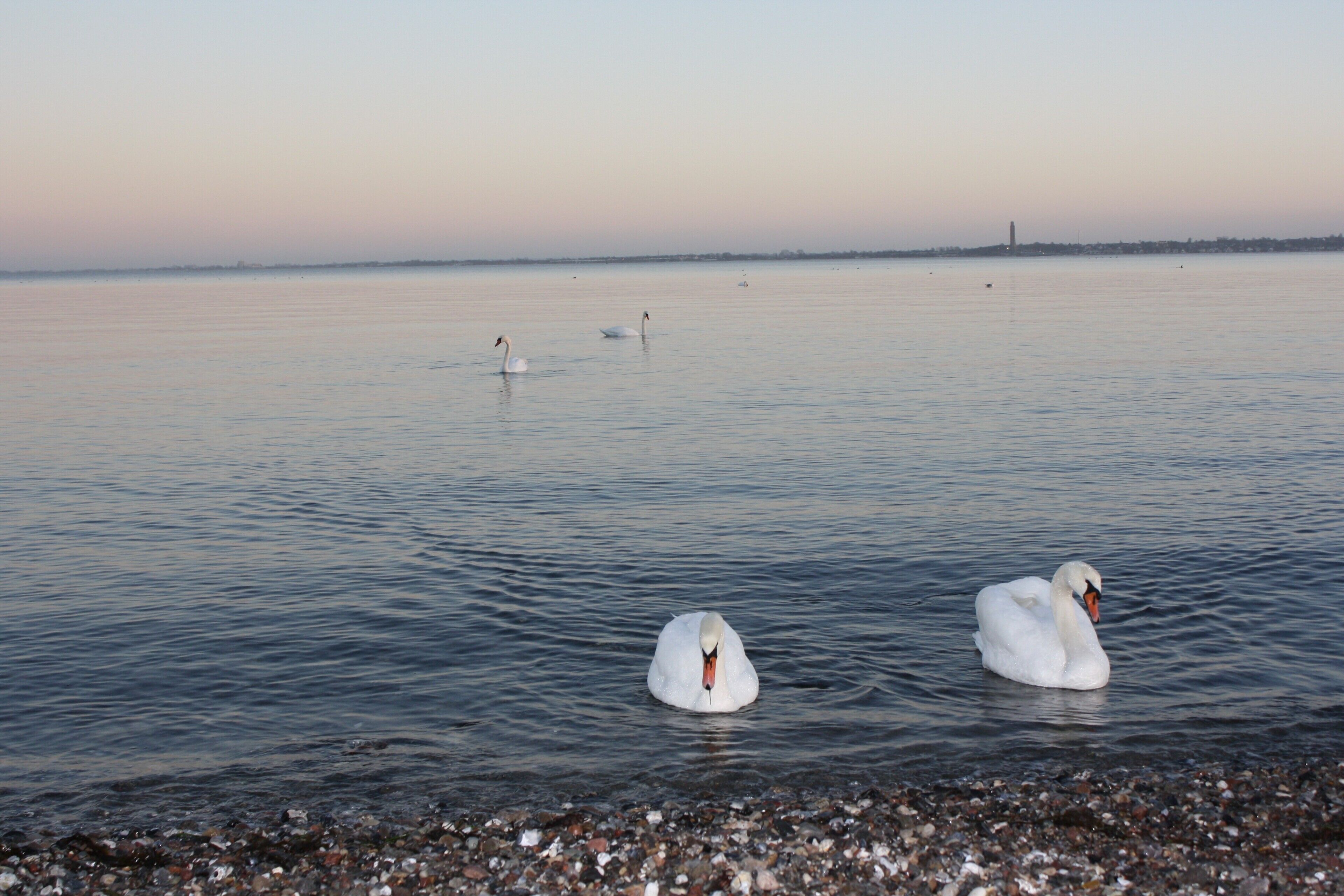 A calm lake with swans swimming.