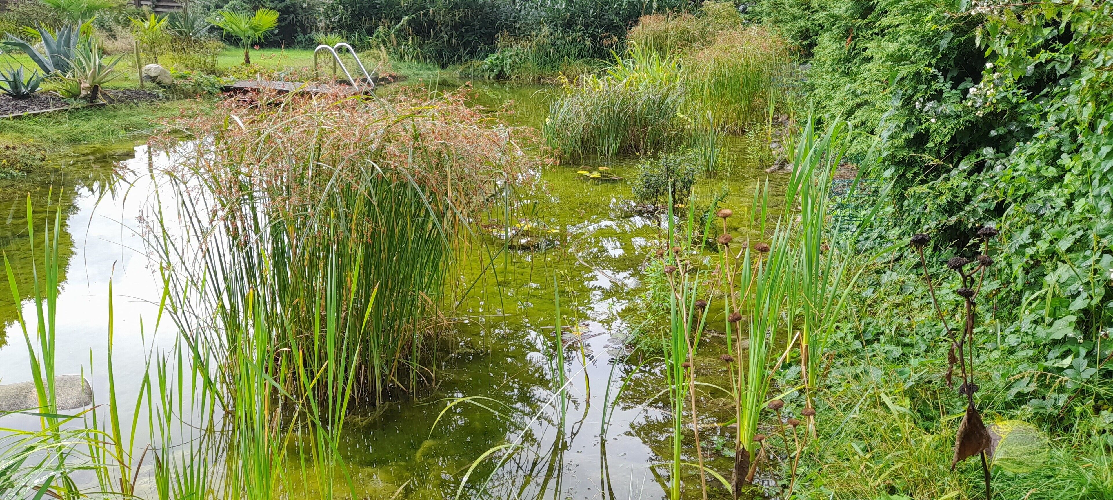 En sø omgivet af frodig vegetation og forskellige planter.