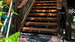 Un escalier en bois mène à une porte en bois dotée d’une fenêtre, le tout étant entouré d’une végétation luxuriante.