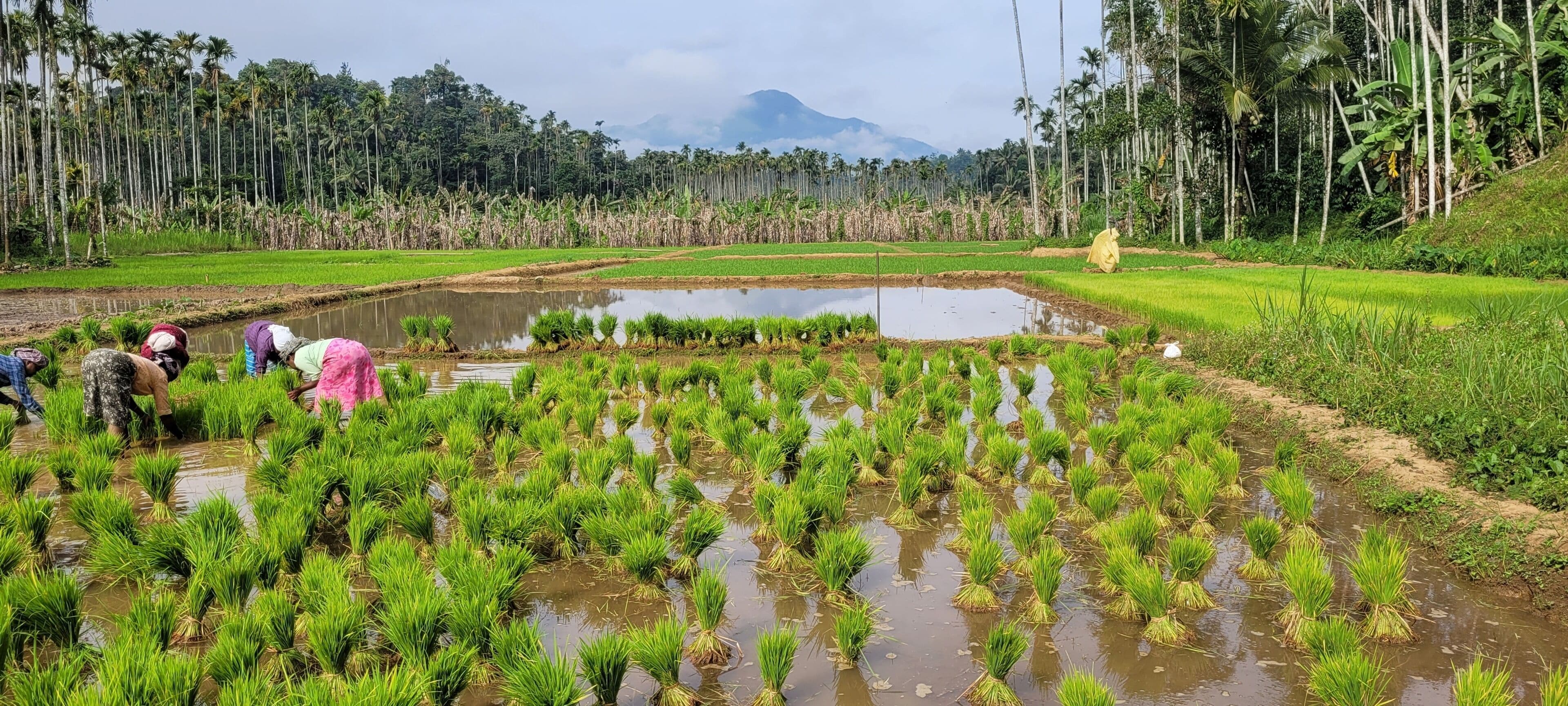 A rice paddy field with workers planting crops.