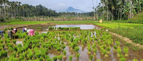 A rice paddy field with workers planting crops.