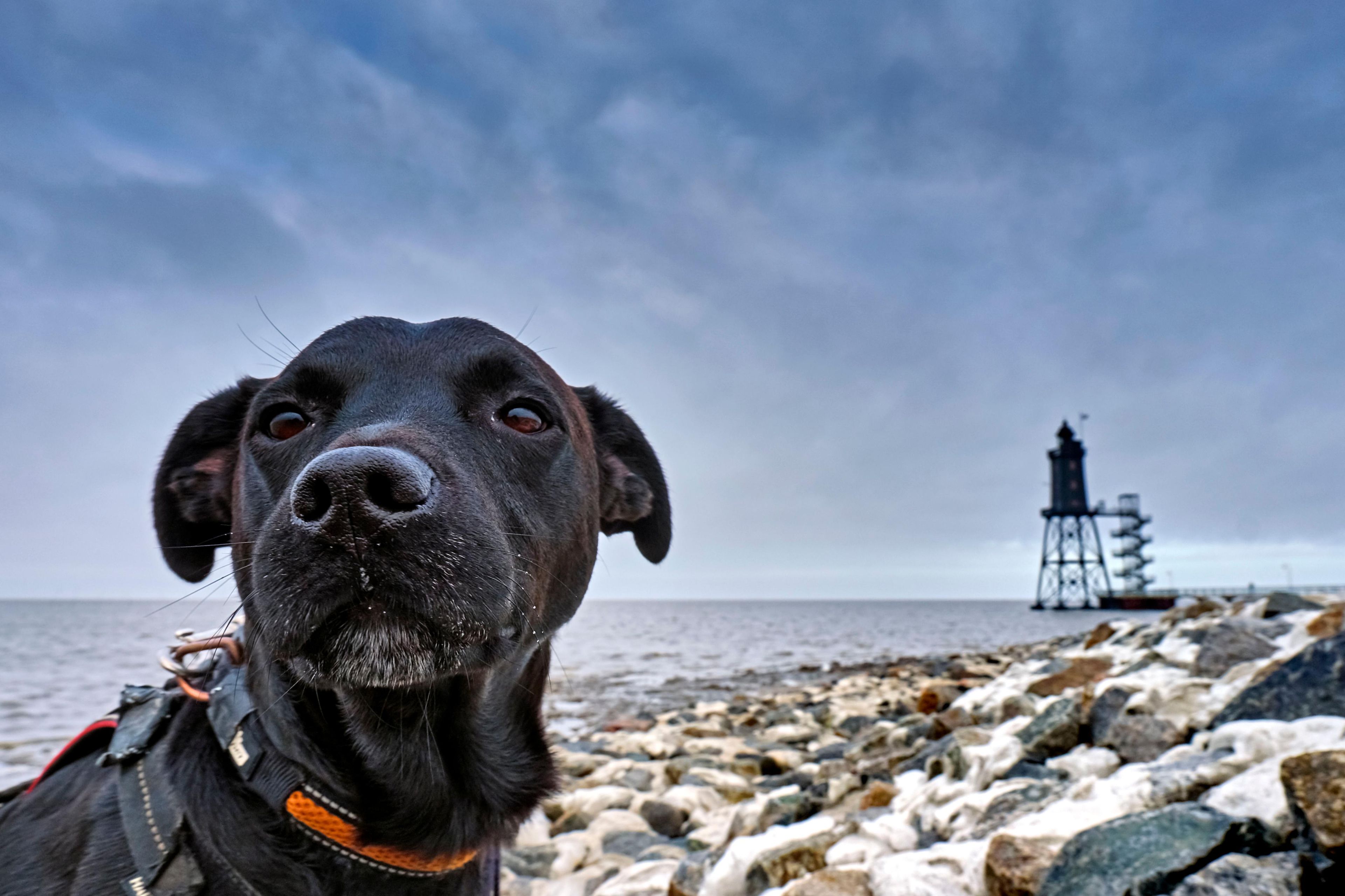 Een hond met een rotsachtige kustlijn en een vuurtoren op de achtergrond.