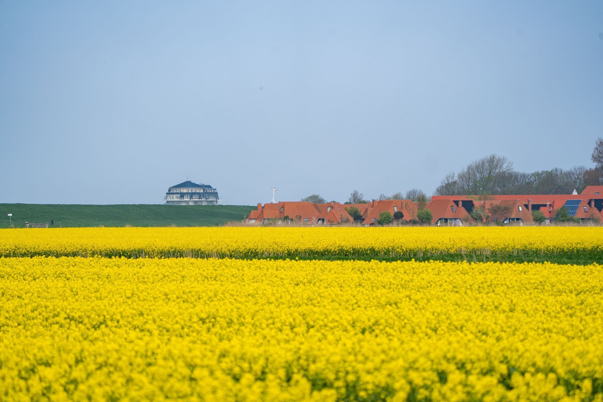 A field of yellow flowers with a large building in the background.