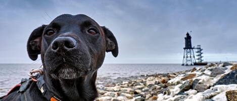 Un perro con una costa rocosa y un faro al fondo.