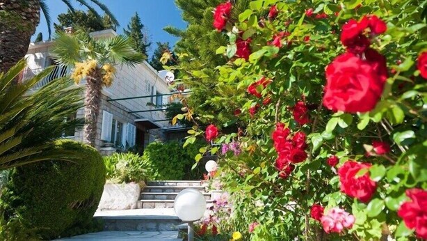A well-maintained garden with red roses, a palm tree, and a neatly trimmed hedge. - Guest House Villa Nina- Double Room with Garden View (S3 -Supetar) (Mlini)