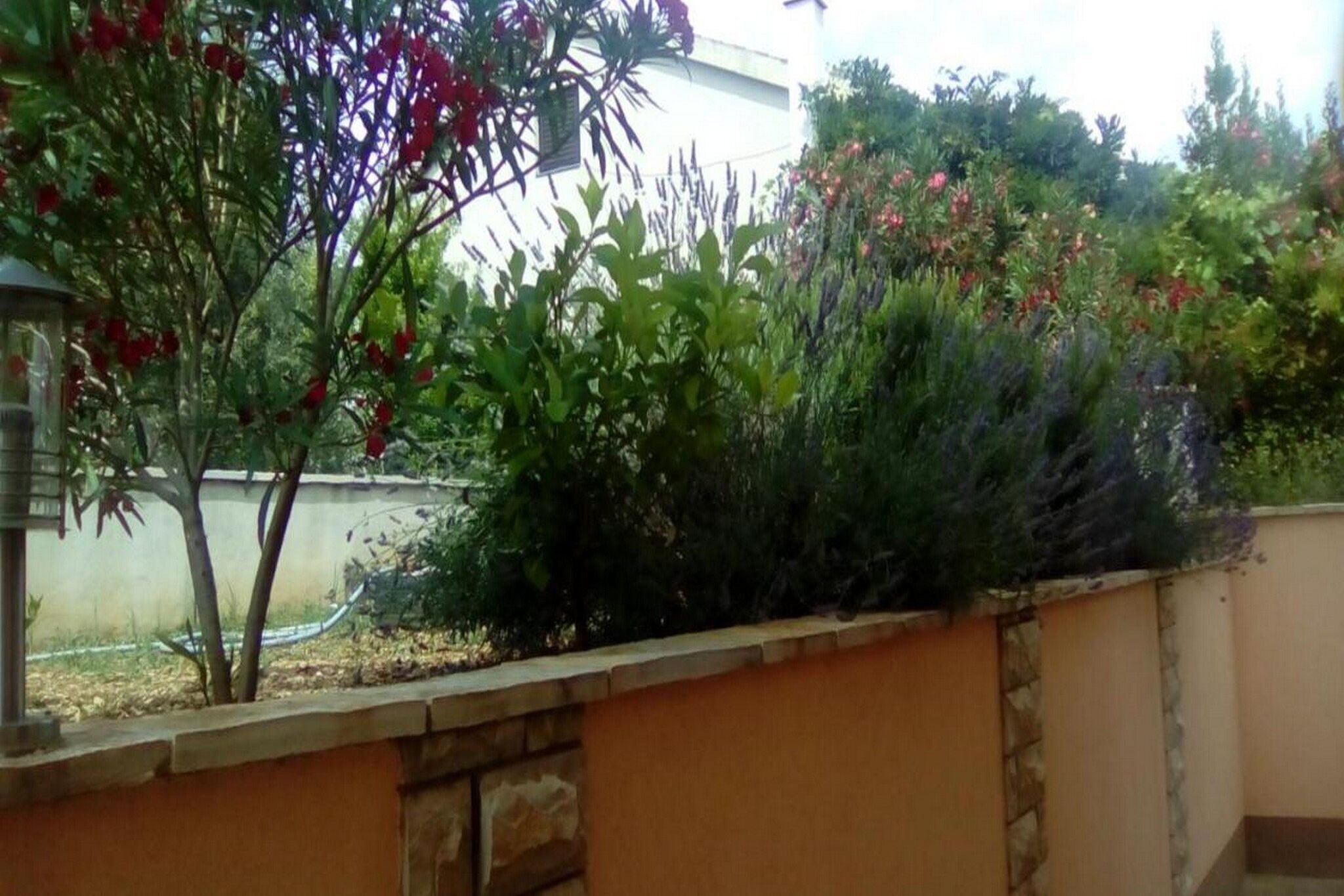 A garden with various plants and flowers, a stone wall, and a white building in the background.