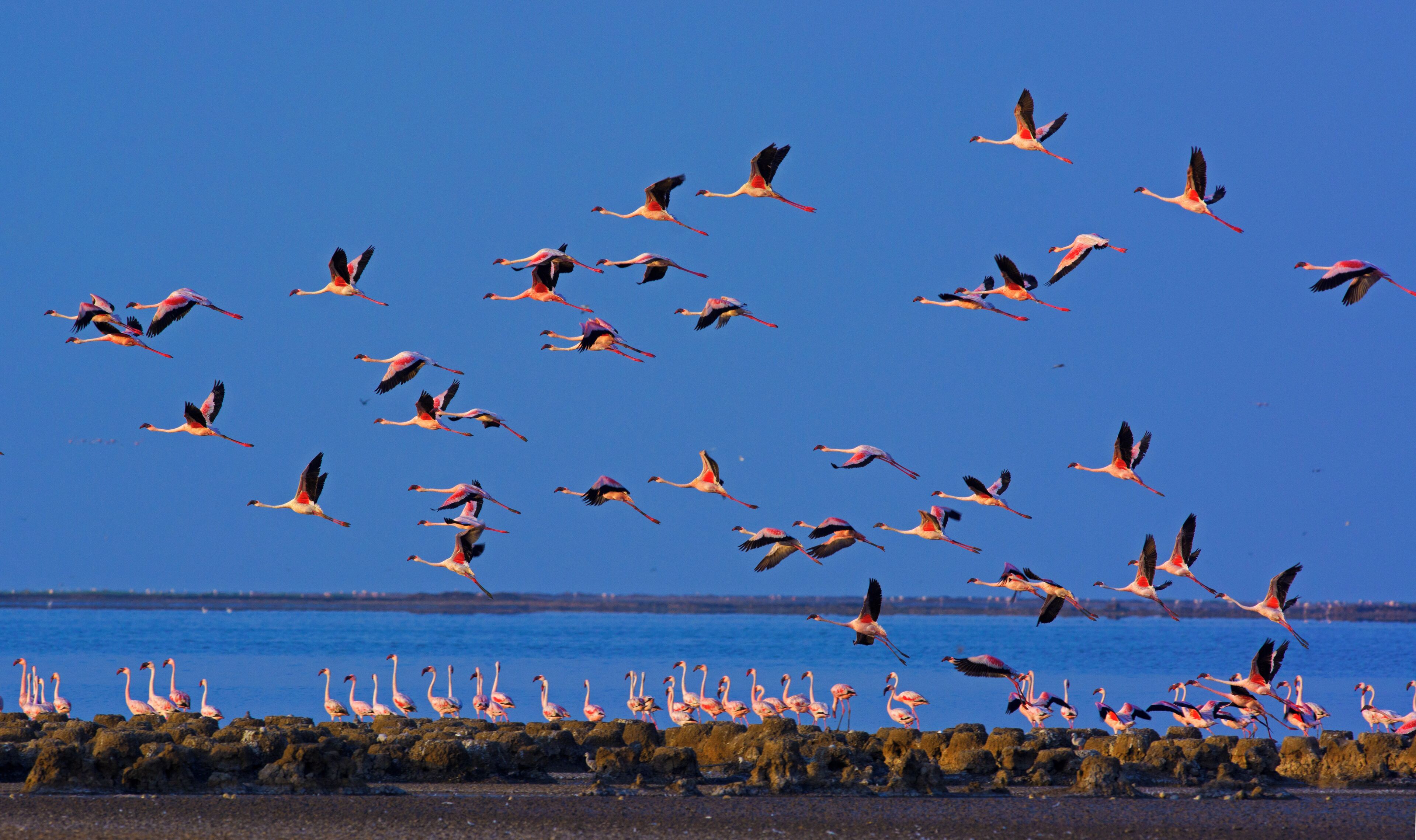 A large group of flamingos flying over a body of water with a rocky shoreline in the foreground.