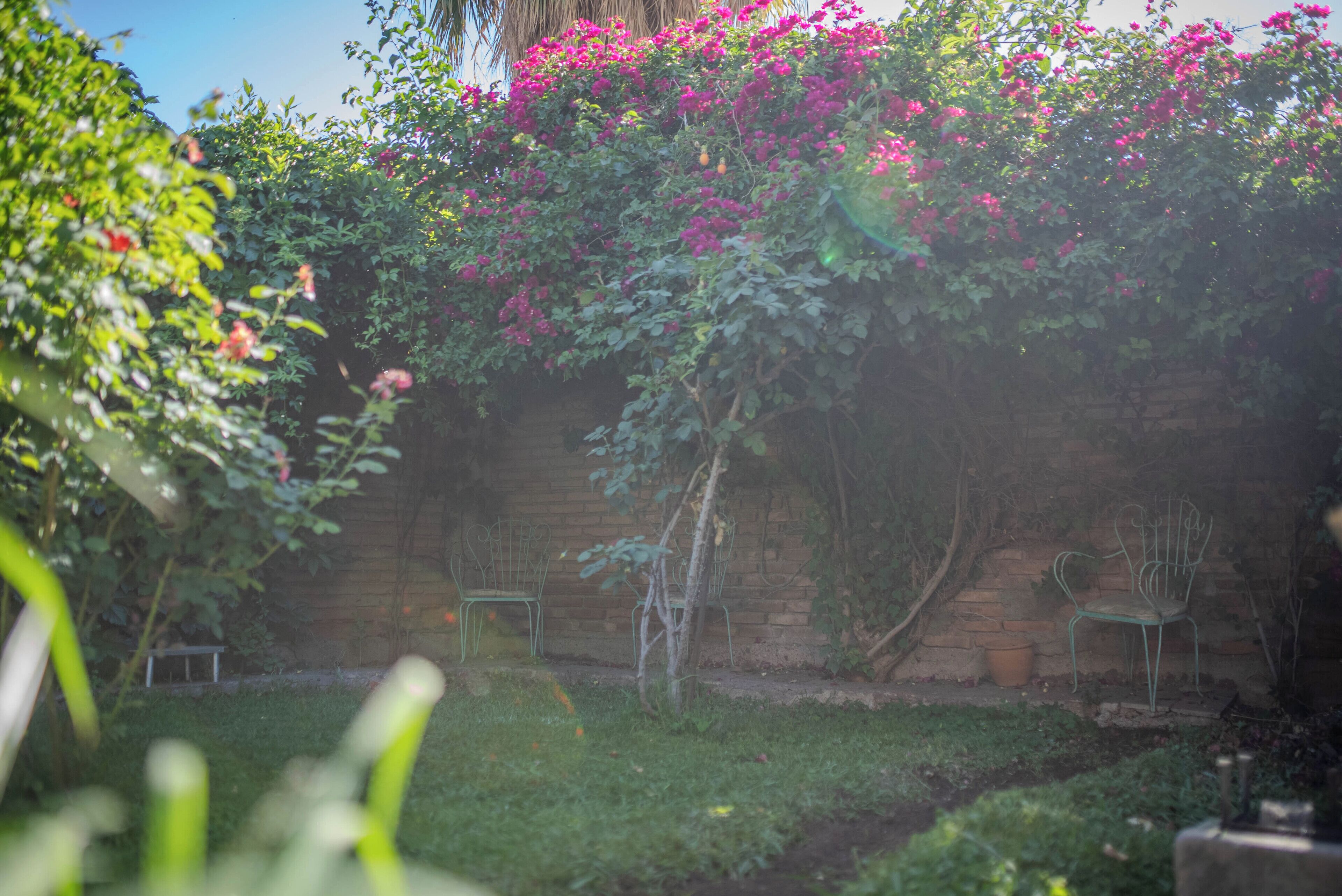 Un jardín con muro de ladrillo, plantas verdes y sillas de metal.