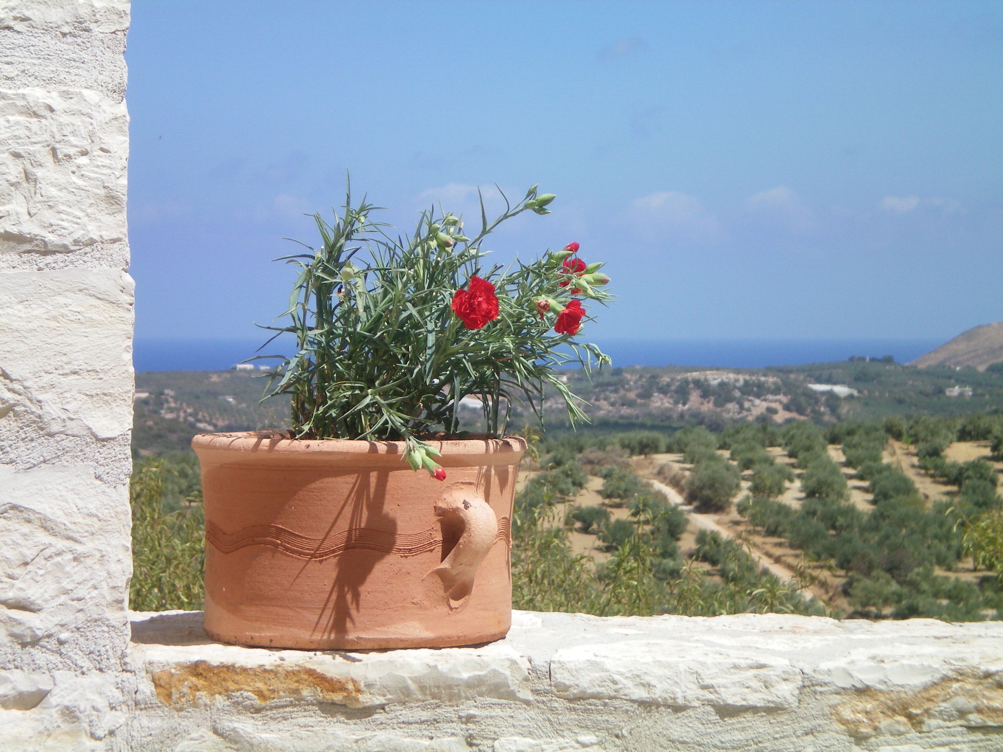 A terracotta pot with red flowers on a white wall overlooking a landscape with trees and hills.