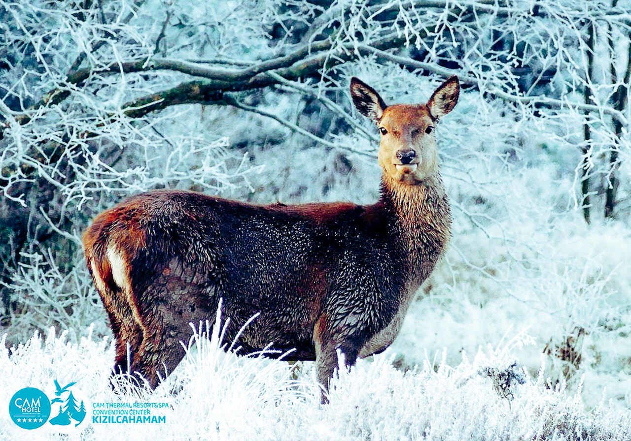 A deer standing in a snowy forest.