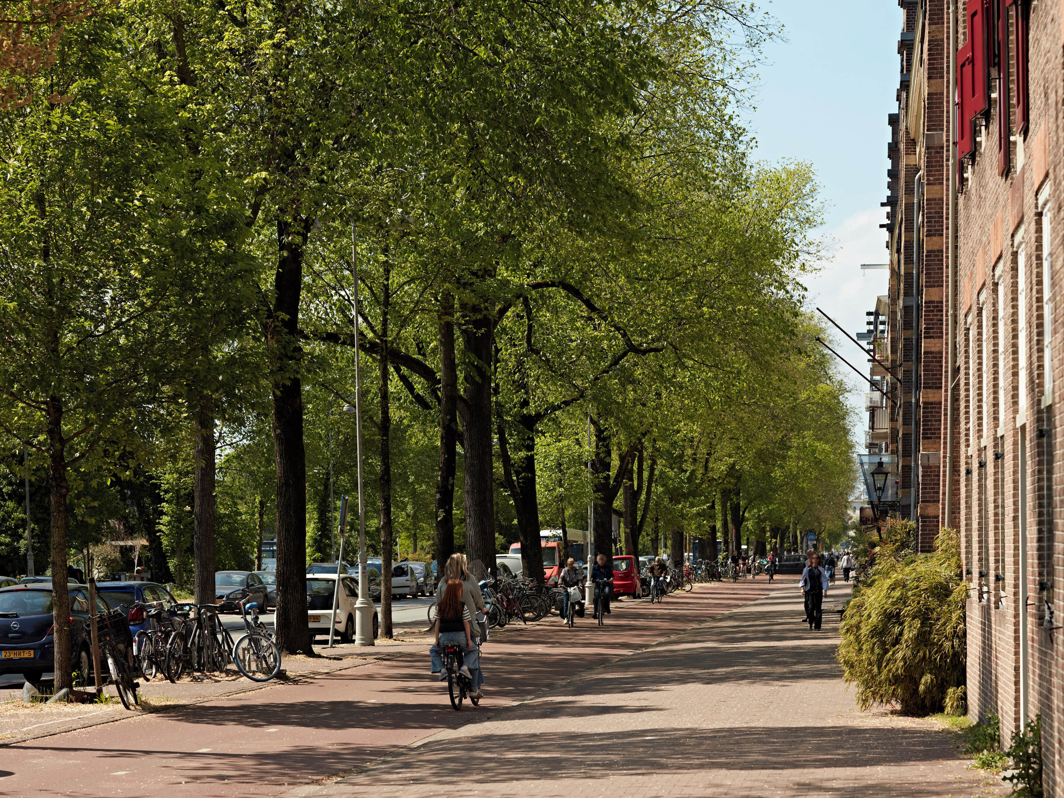 Una strada cittadina alberata con biciclette e auto parcheggiate.