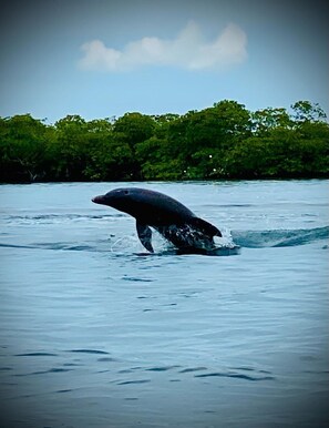 Avistaje de animales salvajes