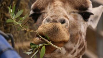 A giraffe with its head close to a branch, possibly eating.