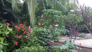Um jardim com diversas plantas, uma palmeira e um caminho de cascalho.