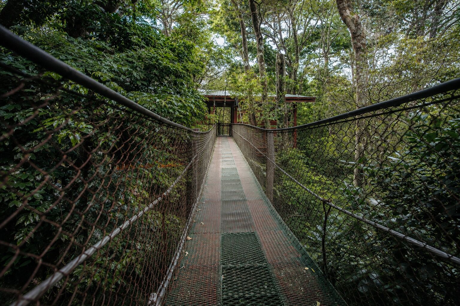 A suspension bridge with a covered walkway, surrounded by dense foliage.