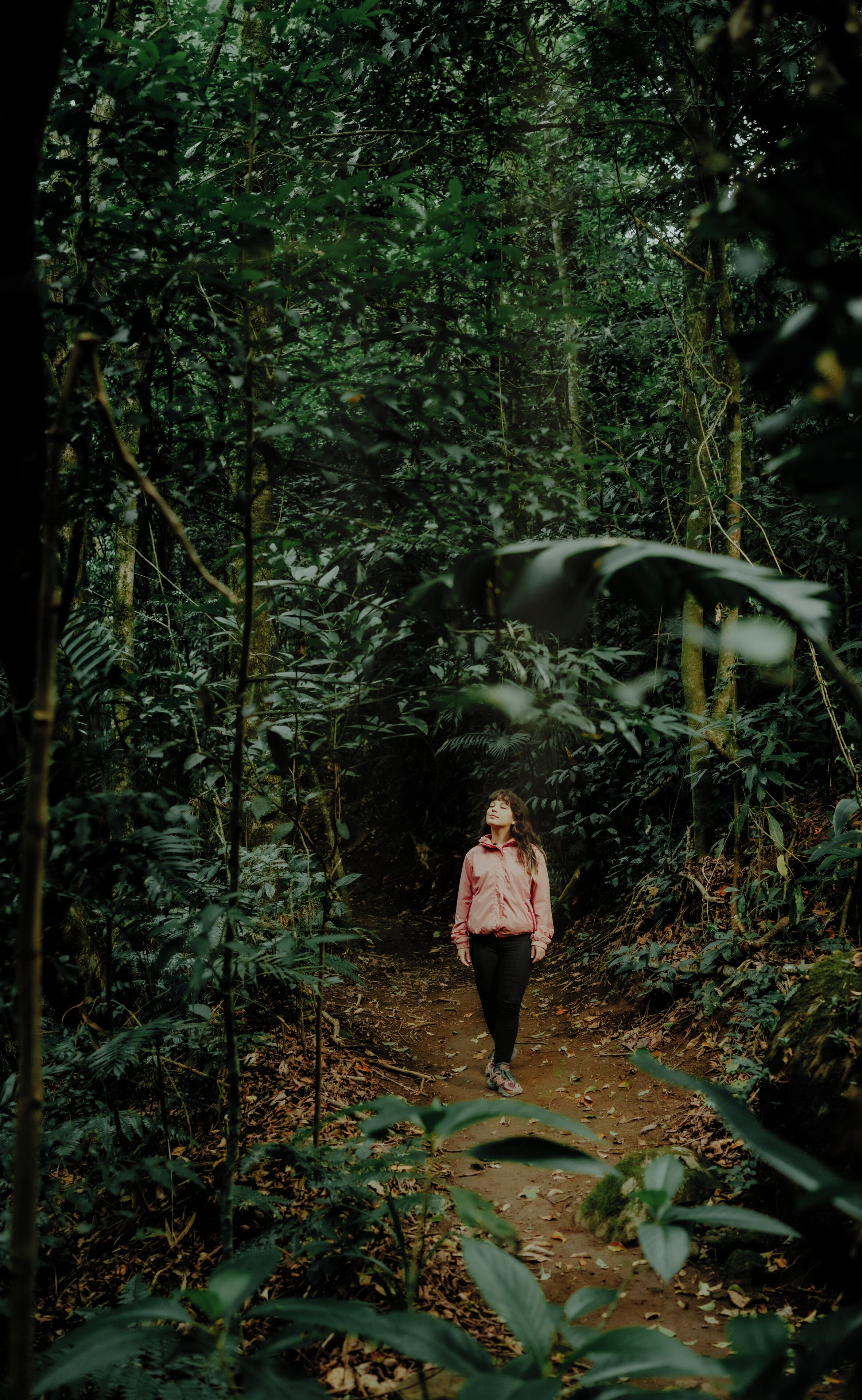 A forest path with dense foliage on either side.