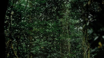 A forest path with dense foliage on either side.