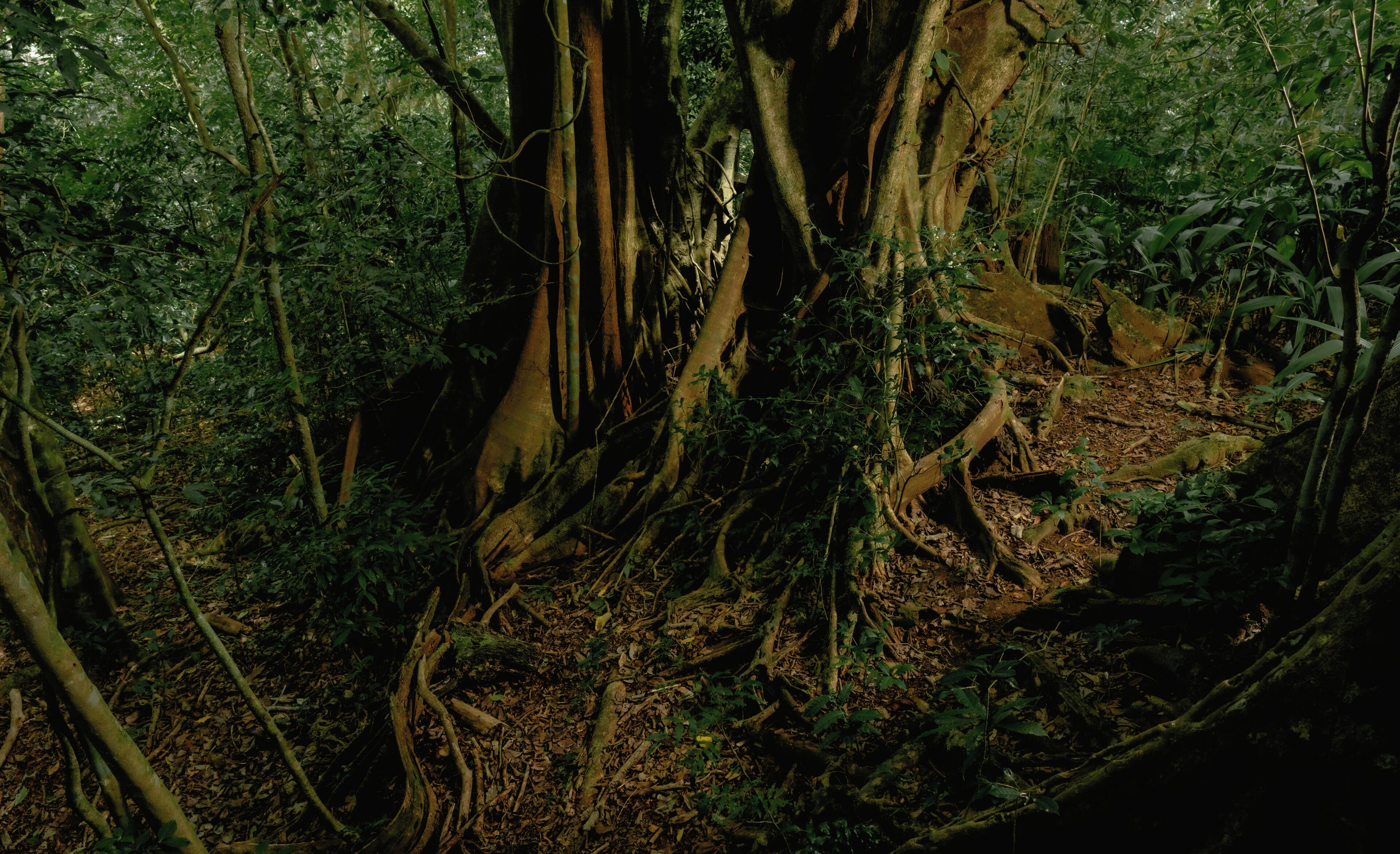Photo - Jaguarundi Lodge