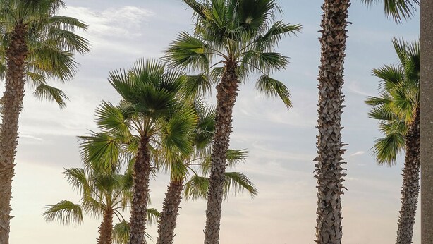 Ein sandiger Strand mit Palmen und einer Brücke im Hintergrund.
