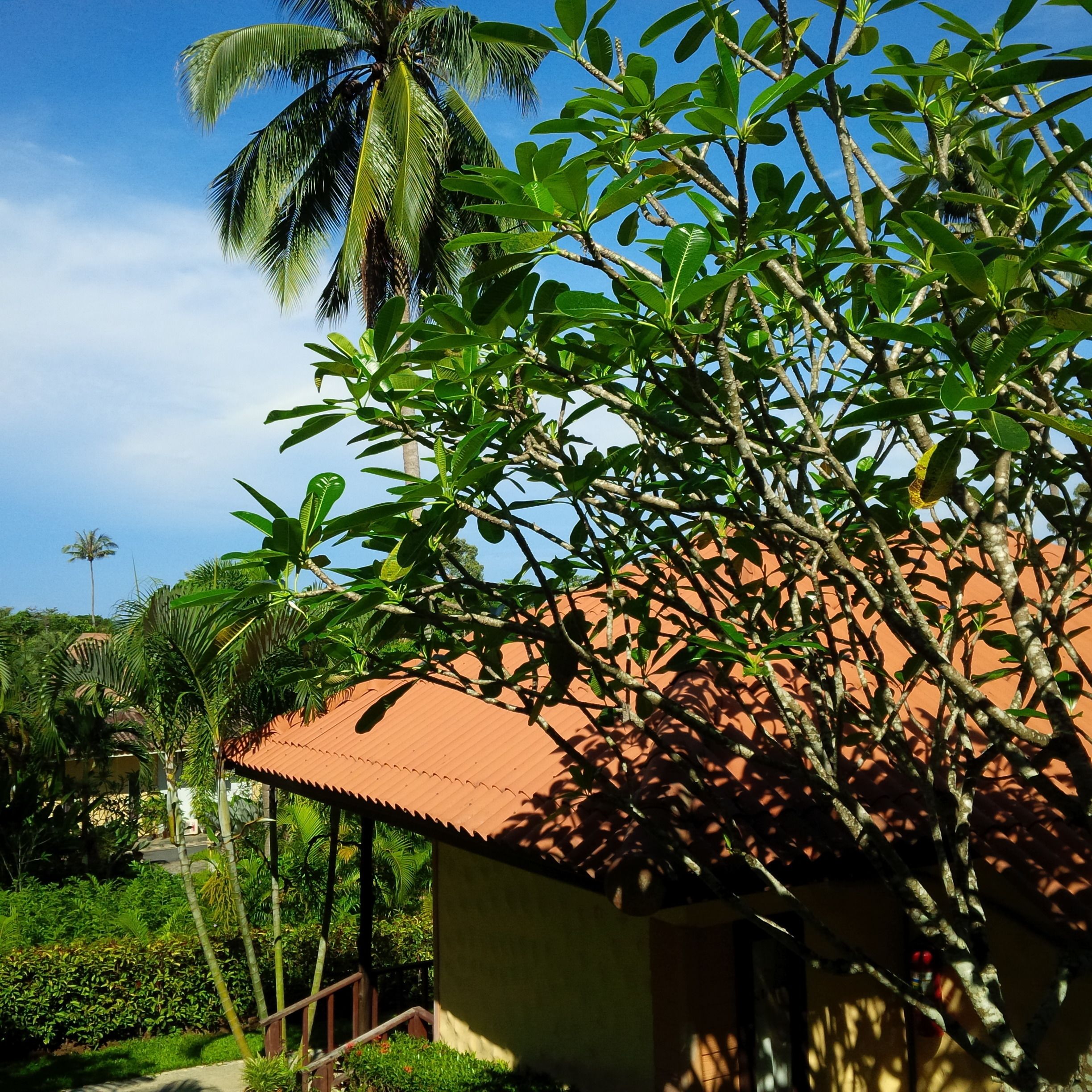 A house with a tiled roof, surrounded by lush greenery and palm trees.