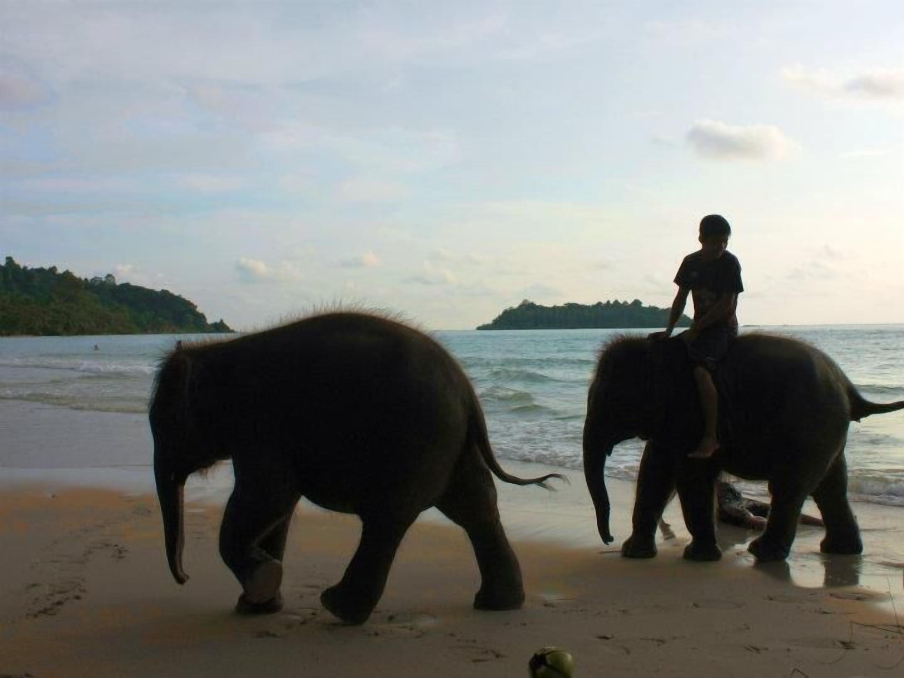 Foto - Paradise Bungalows
