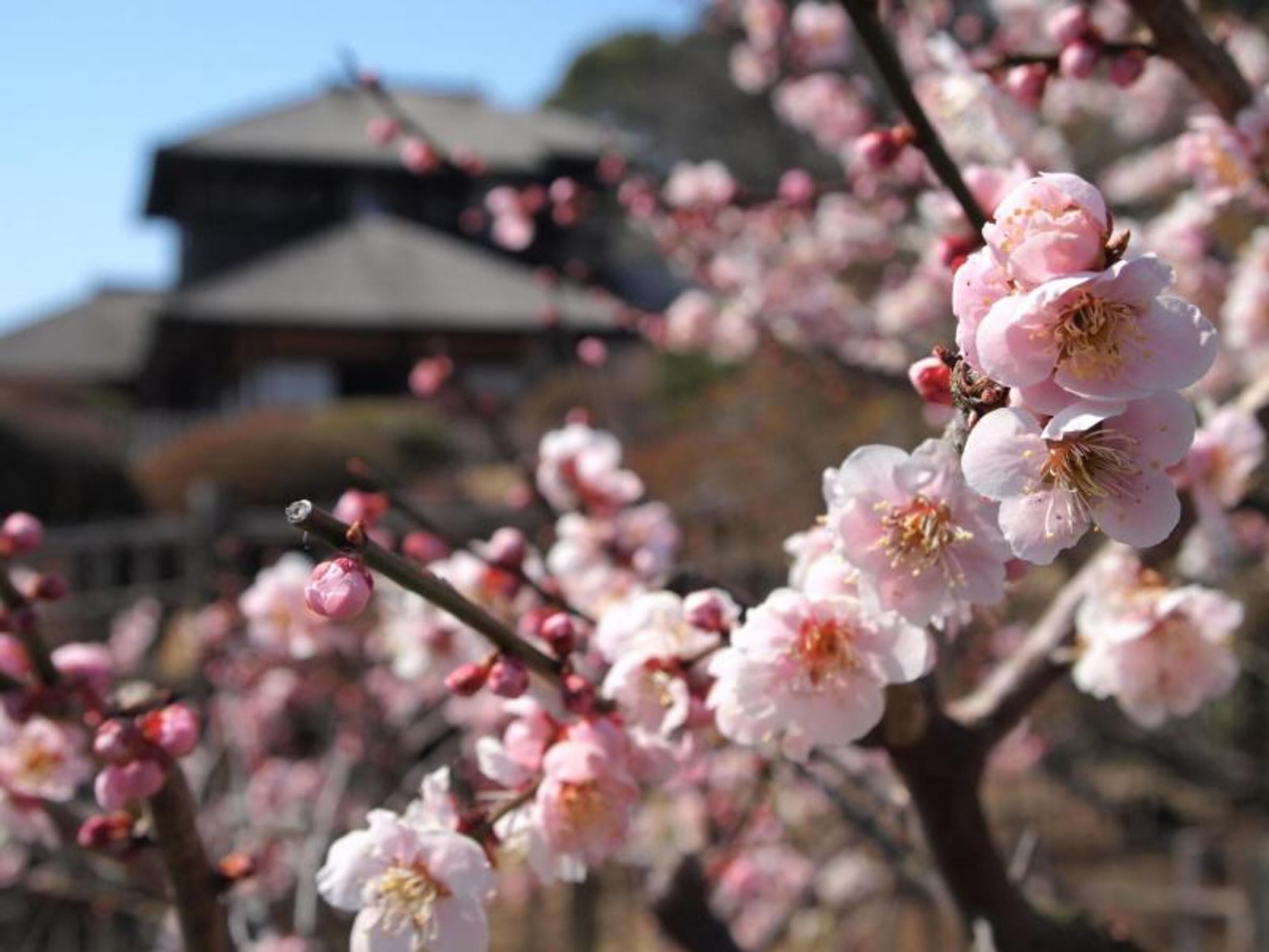 A traditional building with a dark roof and multiple levels, surrounded by blooming cherry blossoms.