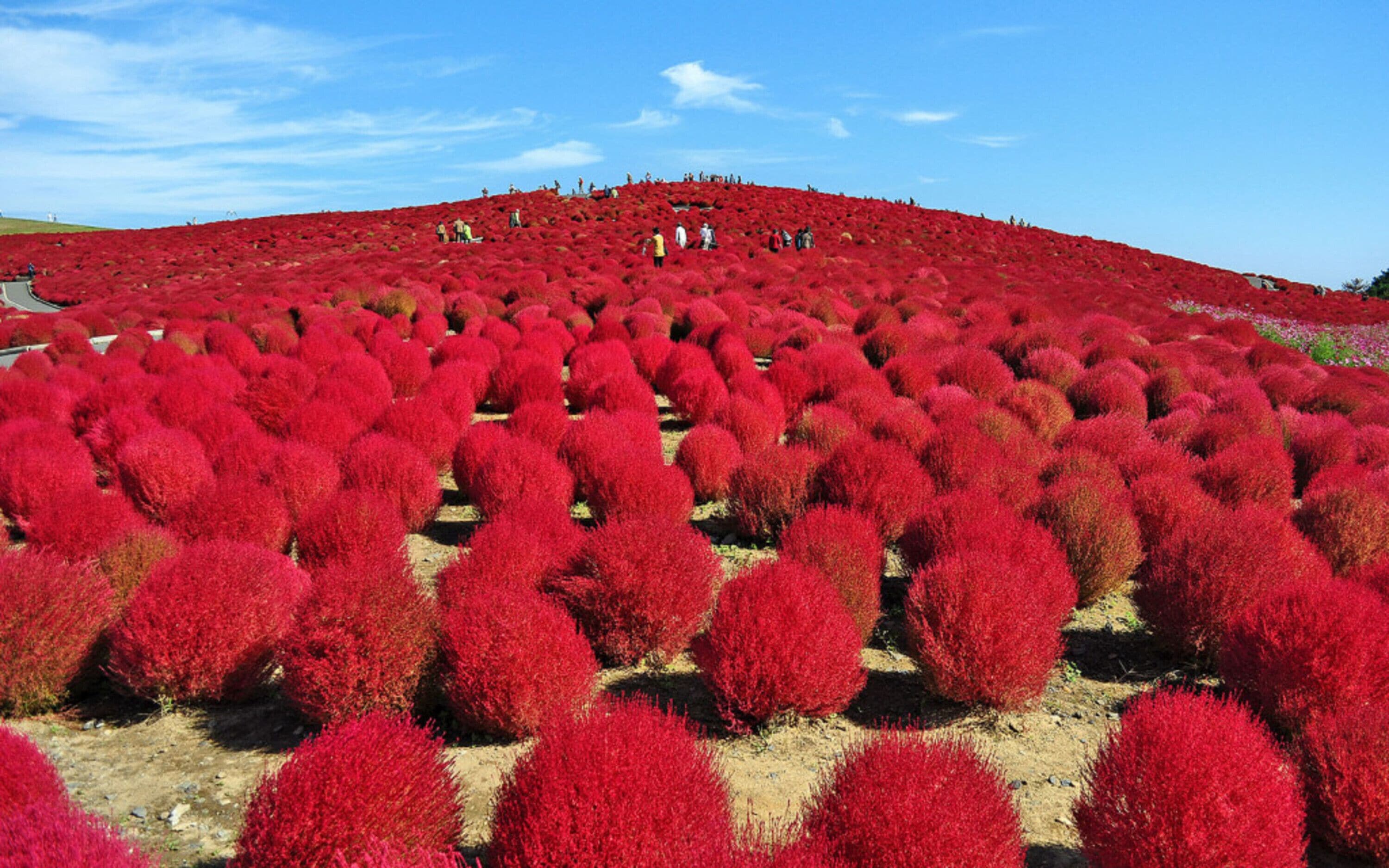 A field of red bushes with people walking on a hill.