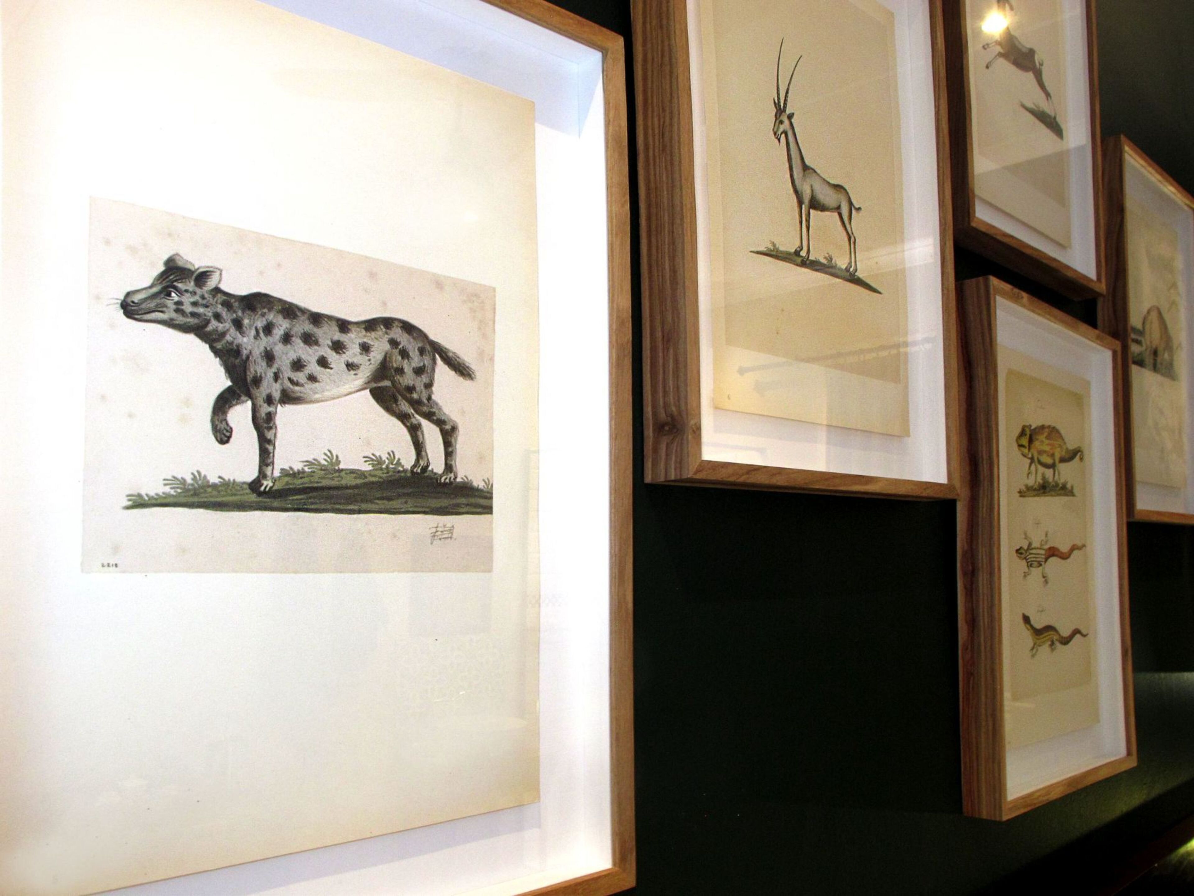 A gallery of framed animal illustrations.