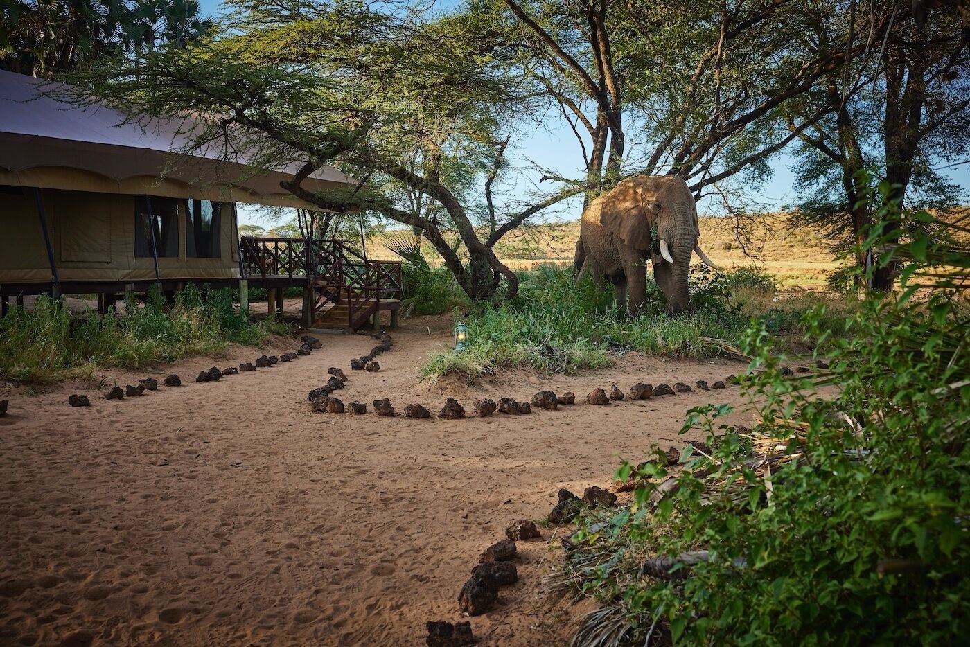 A safari lodge with a wooden deck and a dirt path leading to a tree.