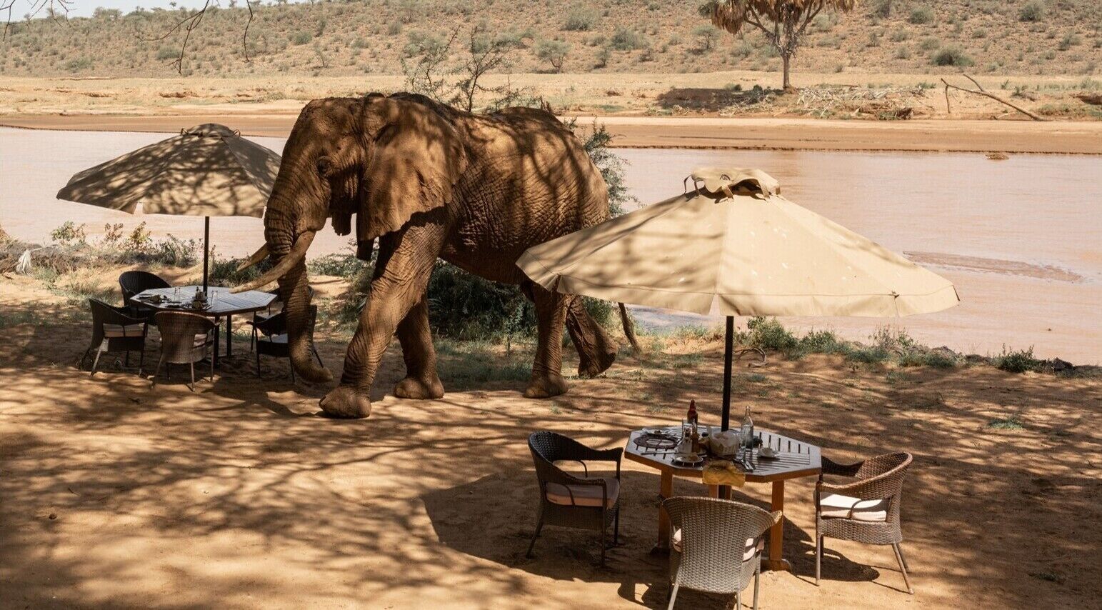 An elephant near a dining area with tables and chairs, surrounded by a dry landscape and a body of water.
