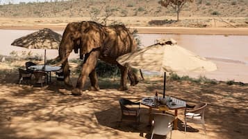 An elephant near a dining area with tables and chairs, surrounded by a dry landscape and a body of water.