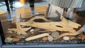 A glass display case containing a naturalistic arrangement of driftwood, rocks, and a starfish.